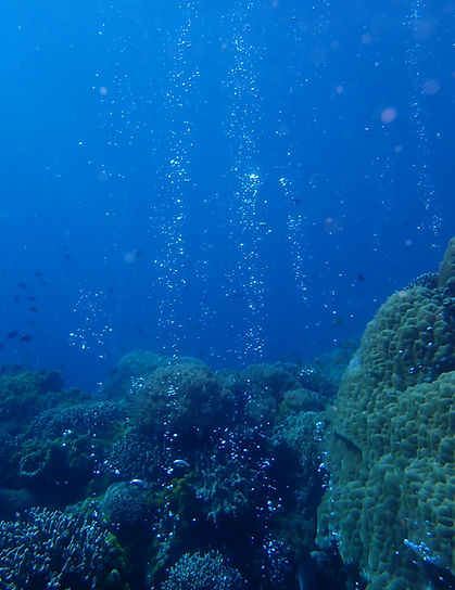 Bubbles from reef