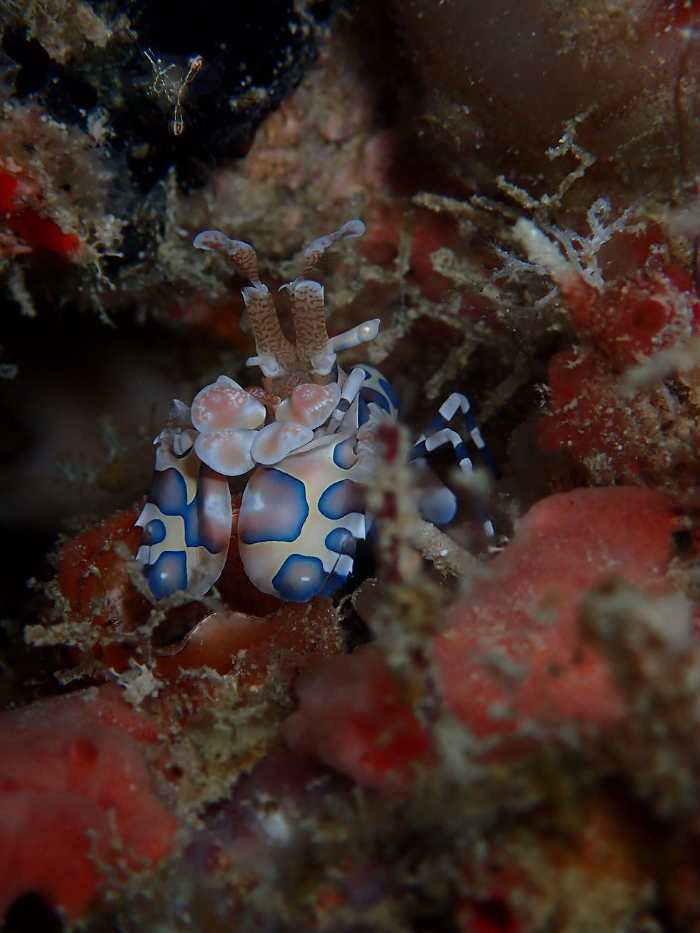 Harlequin Shrimp