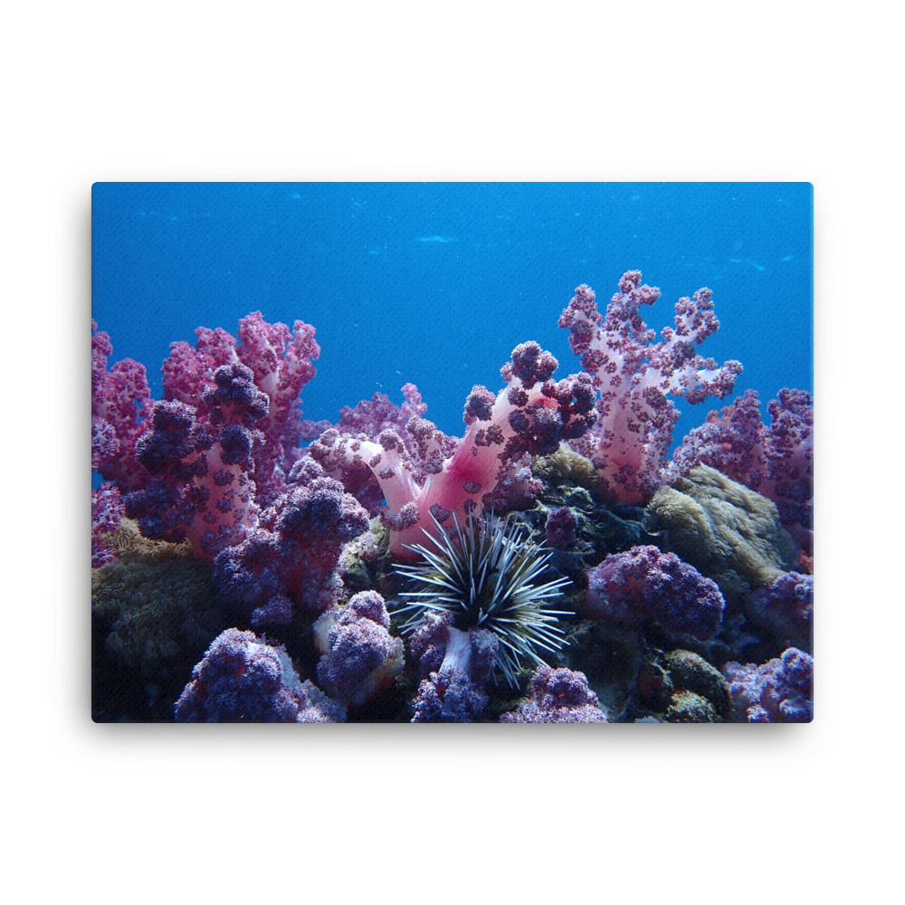 Stonehenge Coral Reef View