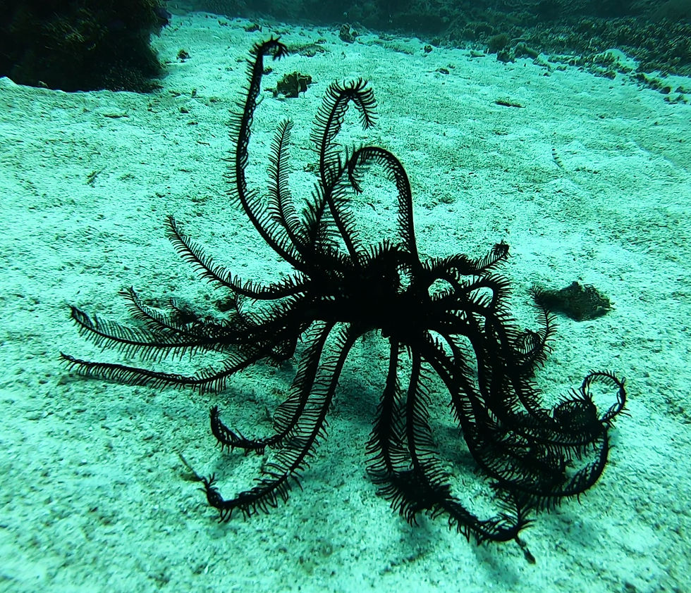 Brittle Sea Star