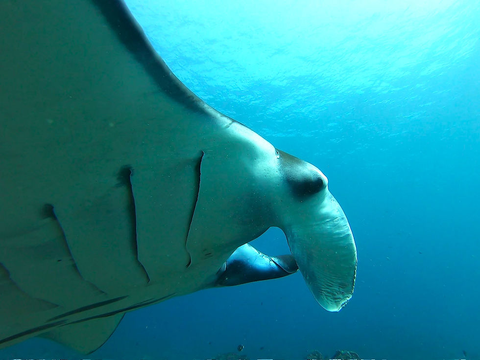 Manta Close up