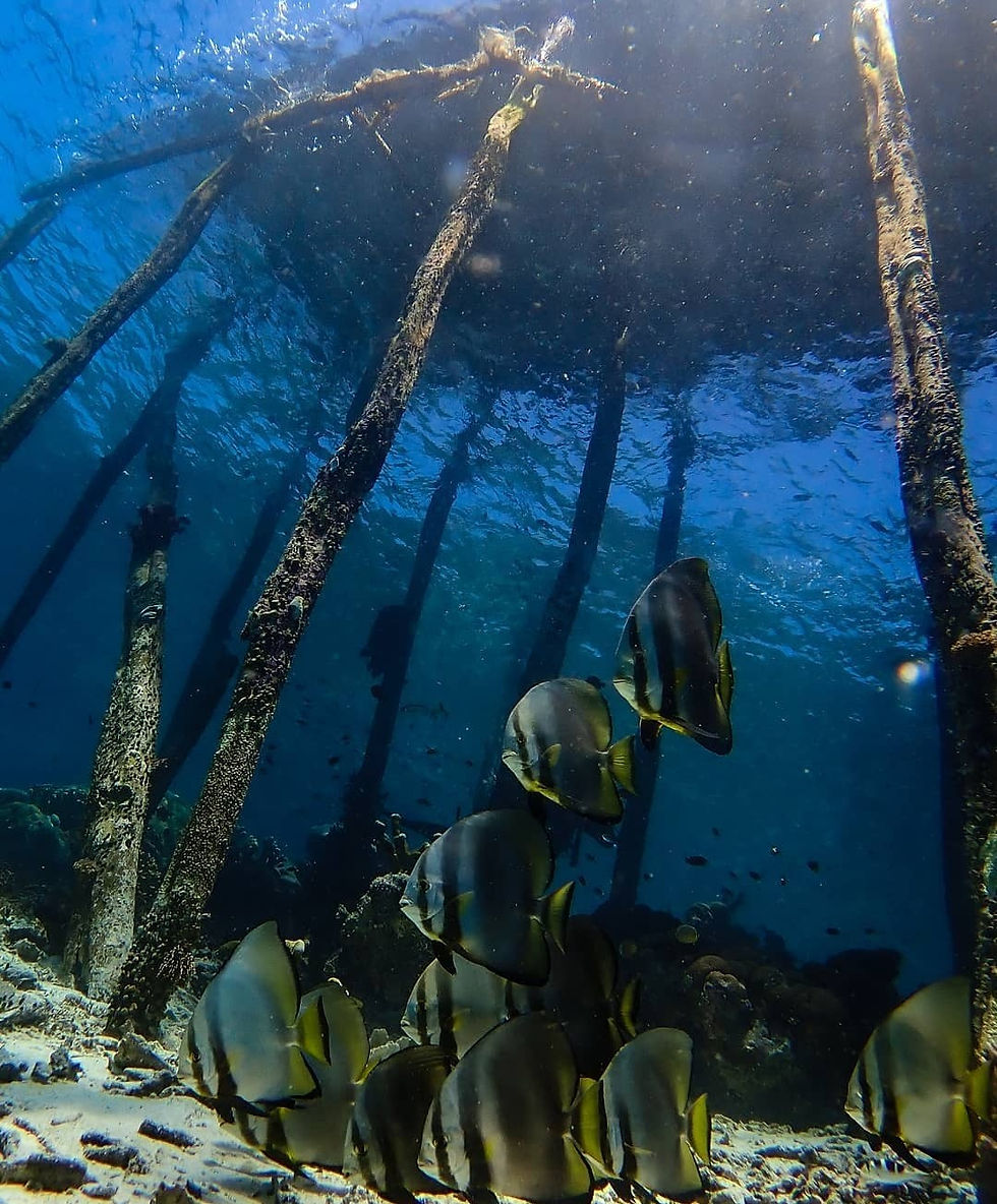 Batfishes under a jetty