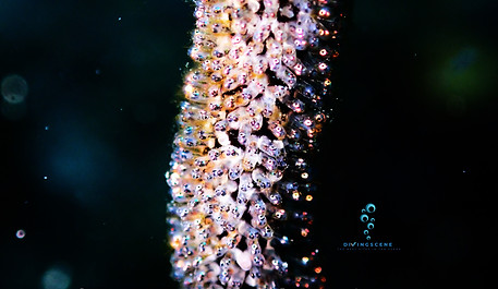 Yellow damsel fish eggs