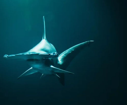 Hammerhead shark