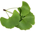 Ginko biloba koreai azsiai kozmetikai osszetevo.jpg