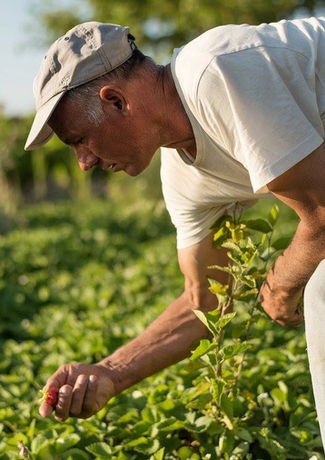 a person picking herbs