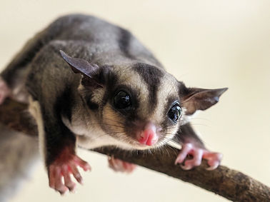 sugar-glider.jpg