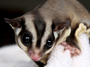 Petaurus_breviceps_Petauro_dello_zucchero-1-1004x1024.jpg