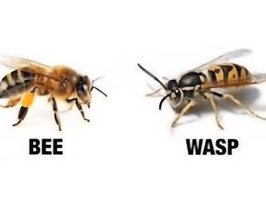 Bee and Wasp new.jpg