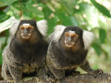 Common Marmoset.jpg