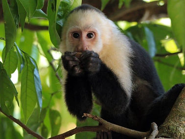 capuchin-1024x576.jpg