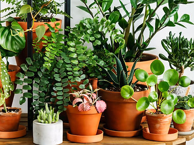 Safe and Toxic Plants.jpg