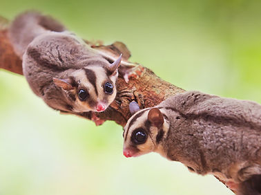 animals_hero_sugarglider.jpg