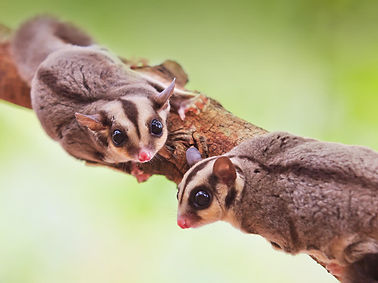 animals_hero_sugarglider.jpg