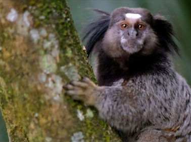 Black Tufted Marmoset.jpg
