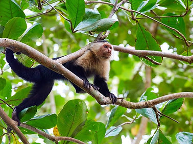 panamanian-white-faced-capuchin-shutterstock_1332989711-r.jpg