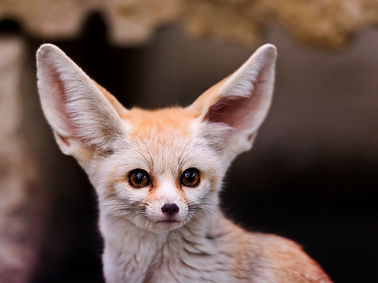 fennec-animals-brown-fox-wallpaper.jpg