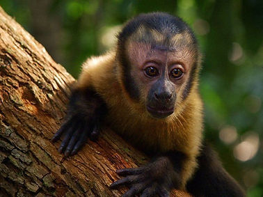 Amazonia.jpg