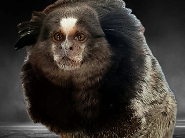 Sussie.jpg