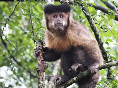 hooded-capuchin-monkeys-115-scaled.webp