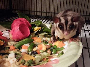 Sugar Glider diet.jpg