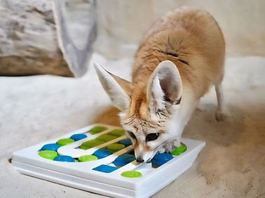 Fox toys.jpg