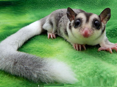 Mosaic_Sugar_Glider.jpg