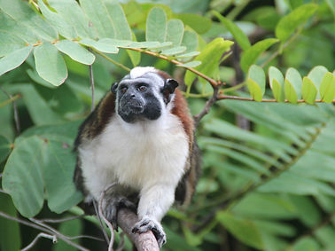 RF11_wildlife_jungle_boat.jpeg