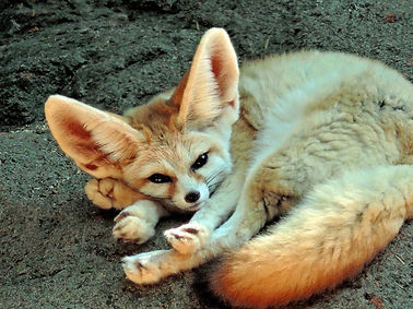 Fox-1276x718.jpg