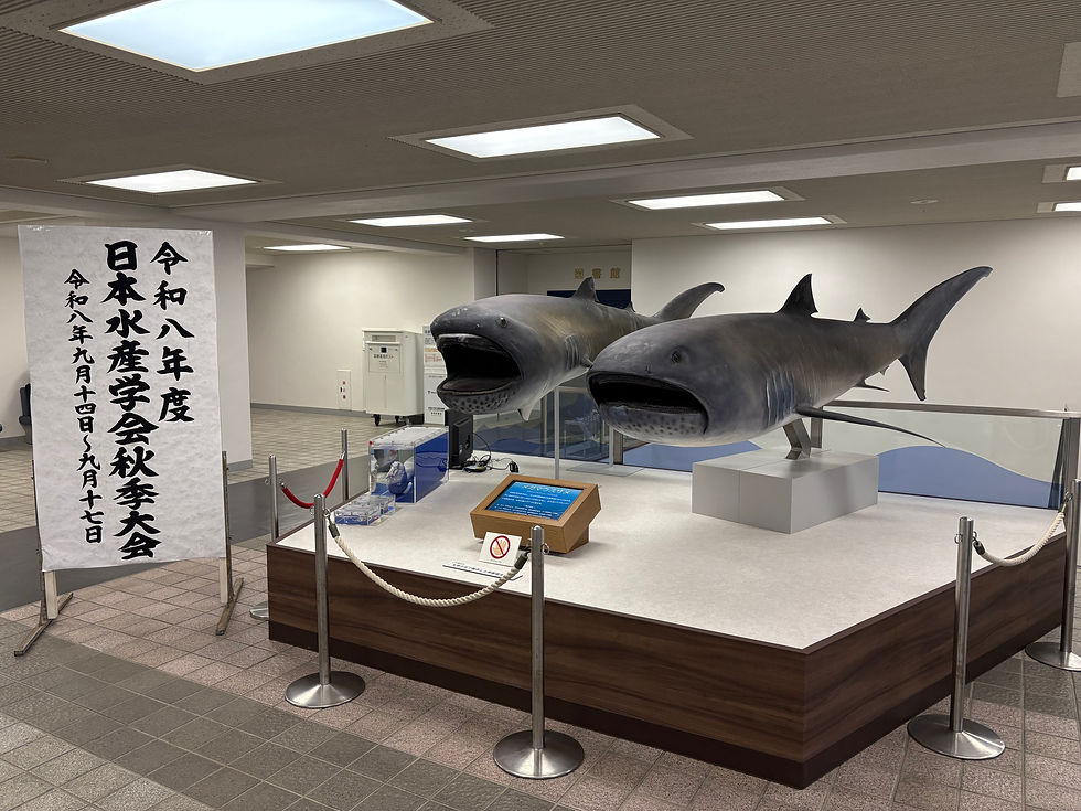 メガマウスの剥製だそうです