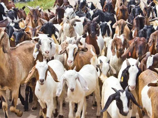 Marché de bétail à l'approche de la Tabaski 2026 :  À Zongo d’Adjabo, les vendeurs de moutons face à une saison difficile.