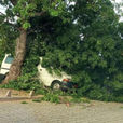 Intempéries à Cotonou : Un arbre déraciné cause des dégâts à Cadjèhoun.