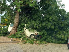 Intempéries à Cotonou : Un arbre déraciné cause des dégâts à Cadjèhoun.