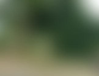Intempéries à Cotonou : Un arbre déraciné cause des dégâts à Cadjèhoun.