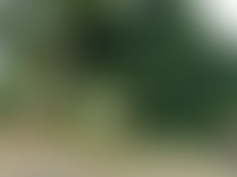 Intempéries à Cotonou : Un arbre déraciné cause des dégâts à Cadjèhoun.