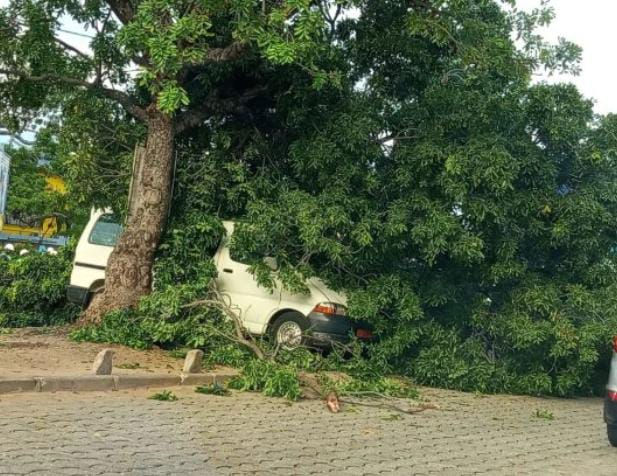 Intempéries à Cotonou : Un arbre déraciné cause des dégâts à Cadjèhoun.