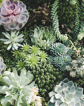 Succulents