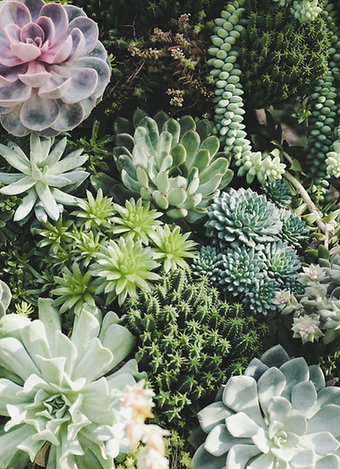 Colorful Succulent Plants