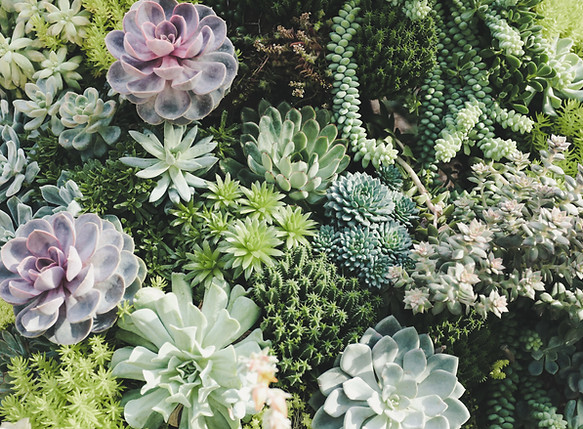 Succulents