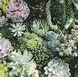 Succulents