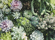 Colorful Succulent Plants