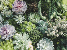 41 Suculentas que les gusta el sol🌞