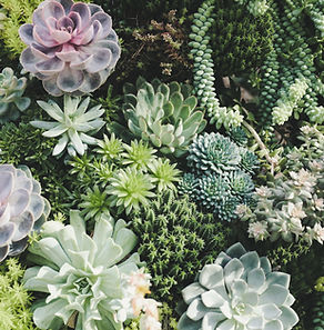 group of succulents