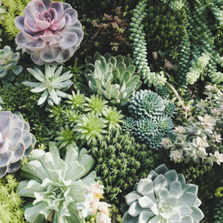Succulents