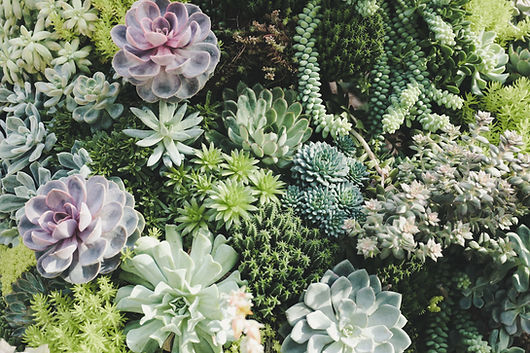 Succulents