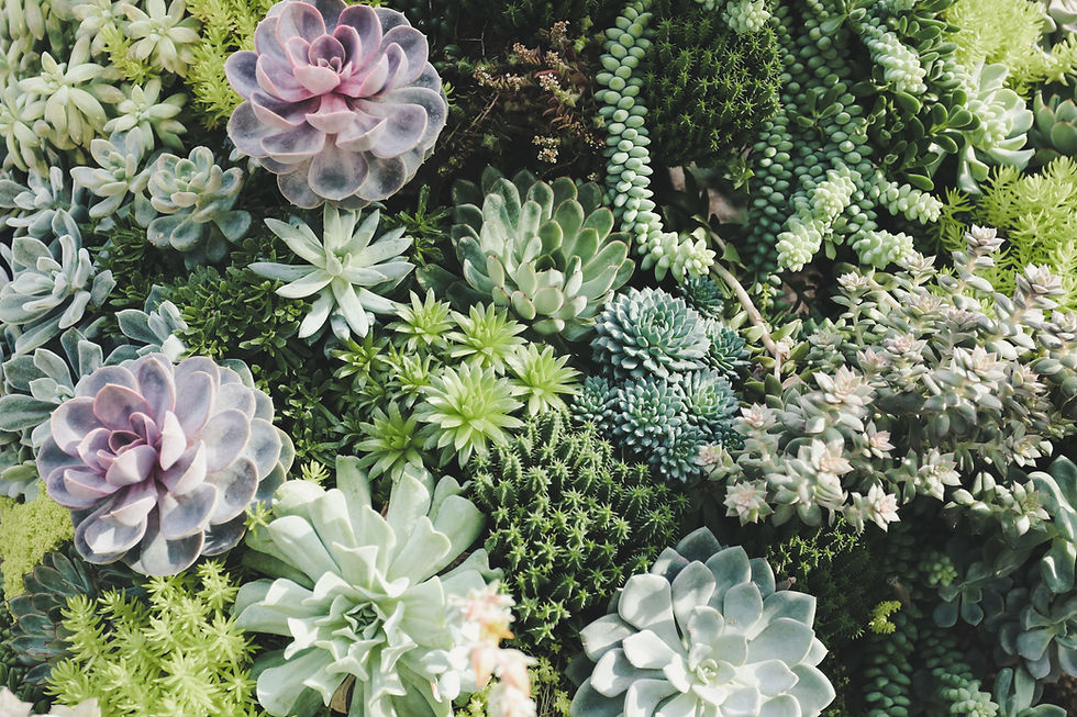 Colorful Succulent Plants
