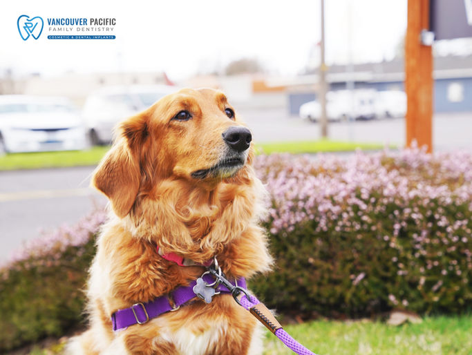 Vancouver Pacific Family Dentistry, WA 98665 Cosmetic Dentistry, Dental Implants - Dental Checkups, Dental Cleaning, Examinations, Crowns, Bridges, Implants, Restorations, Inlays, Onlays, Veneers, Laminates, Bonding, Fillings, Teeth Whitening, Smile Makeover, Tooth Extractions, Wisdom Tooth, Kid Friendly Dentist, Pediatric Dentist, Periodontics, Root Canal Therapy, Oral Cancer Screening, Night Guards for TMJ, Toothaches, Fluoride Treatments, Special needs dentistry