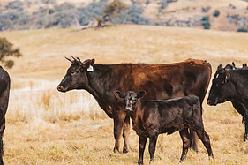 Screenshot 2025-07-03 at 6.35.14 pm.png