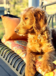 Upcoming Goldendoodle Mama