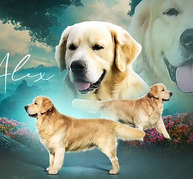 White Stone Alexsteer